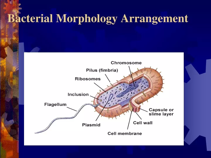 bacterial morphology arrangement