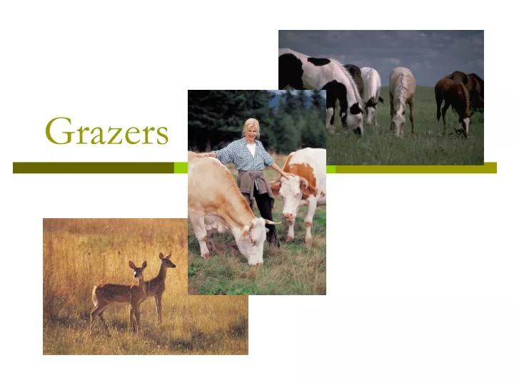 grazers