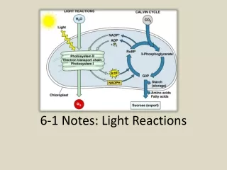 6-1 Notes: Light Reactions