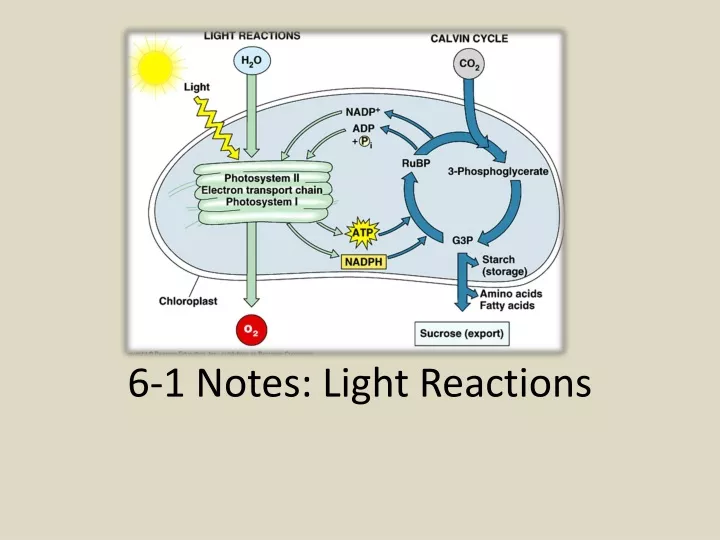 6 1 notes light reactions