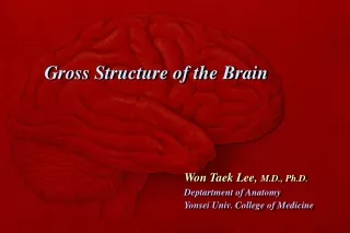 Gross Structure of the Brain