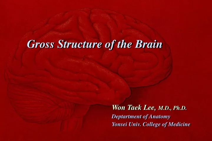 gross structure of the brain