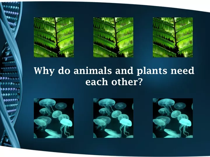 why do animals and plants need each other