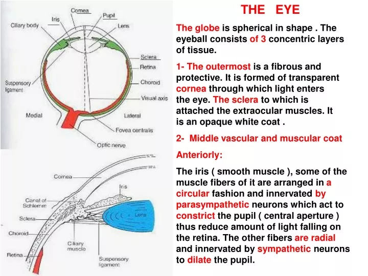 the eye the globe is spherical in shape