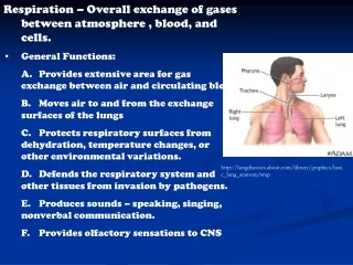 Respiration – Overall exchange of gases between atmosphere , blood, and cells. General Functions: