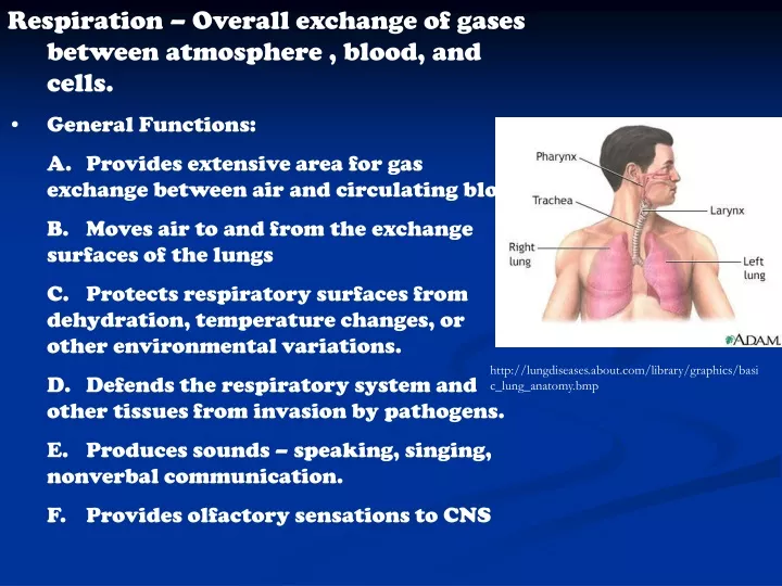 respiration overall exchange of gases between