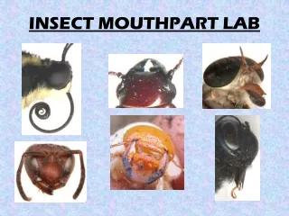 INSECT MOUTHPART LAB