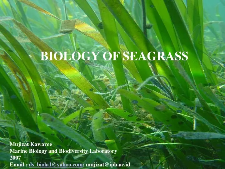 biology of seagrass