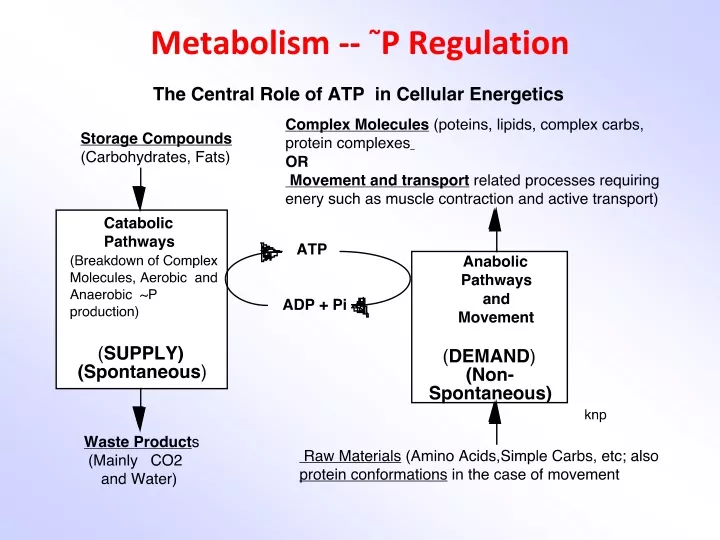 metabolism p regulation