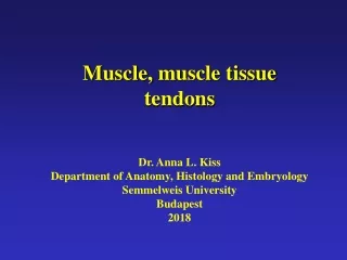 Muscle ,  muscle tissue tendons