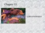 Diverse World of Invertebrates: A Comprehensive Overview - slide 1