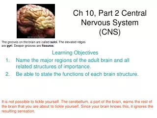 Ch 10, Part 2  Central Nervous System (CNS)