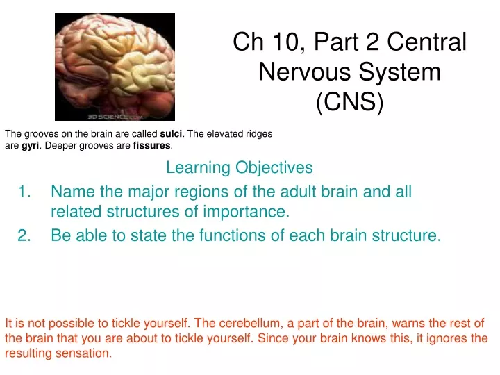 ch 10 part 2 central nervous system cns