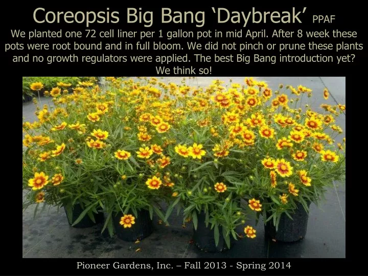coreopsis big bang daybreak ppaf we planted