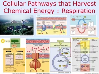 Cellular Pathways that Harvest Chemical Energy : Respiration