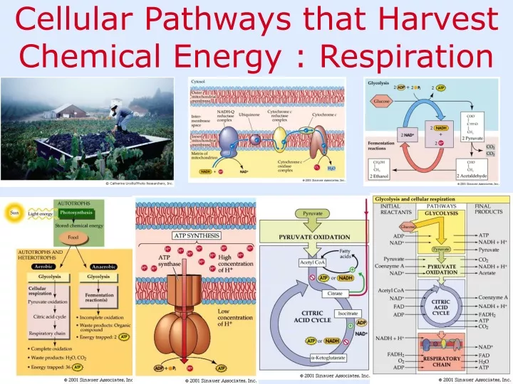 cellular pathways that harvest chemical energy respiration