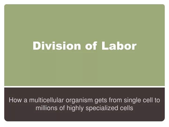 division of labor