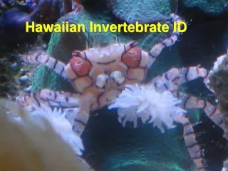 Hawaiian Invertebrate ID
