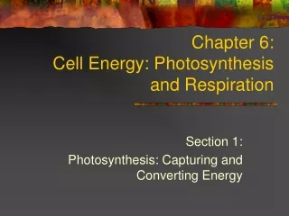 Chapter 6: Cell Energy: Photosynthesis and Respiration