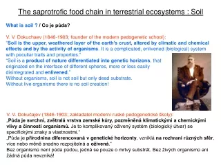 The saprotrofic food chain in terrestrial ecosystems : Soil