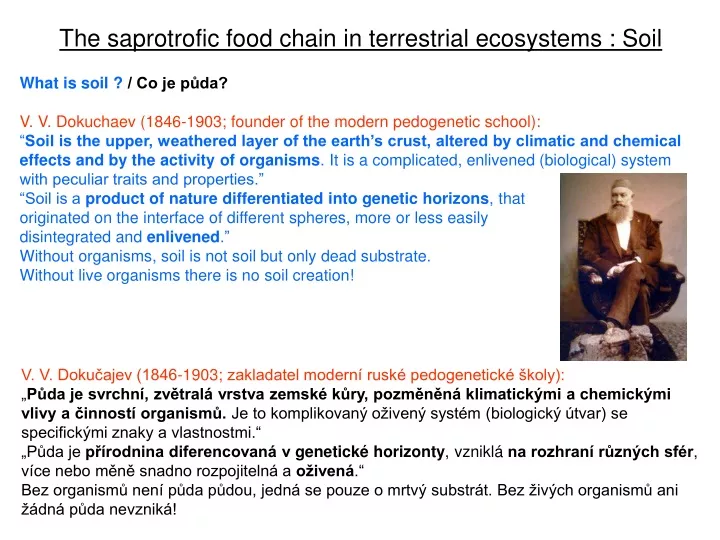the saprotrofic food chain in terrestrial
