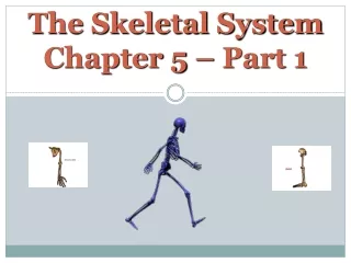 The Skeletal System Chapter 5 – Part 1