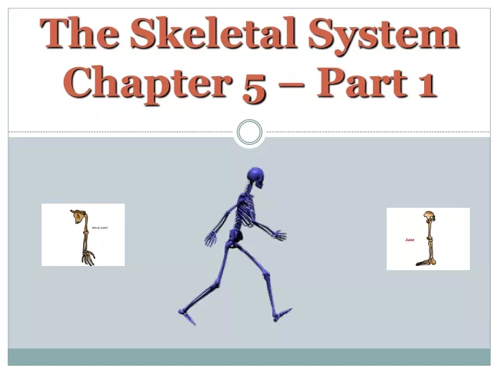 the skeletal system chapter 5 part 1