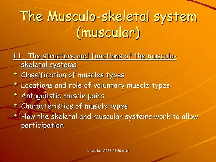 the musculo skeletal system muscular