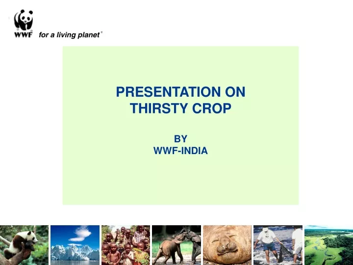 presentation on thirsty crop by wwf india