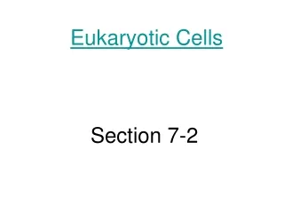 Eukaryotic Cells