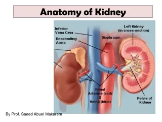 Anatomy of Kidney