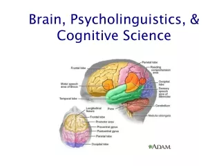 Brain, Psycholinguistics, &amp; Cognitive Science