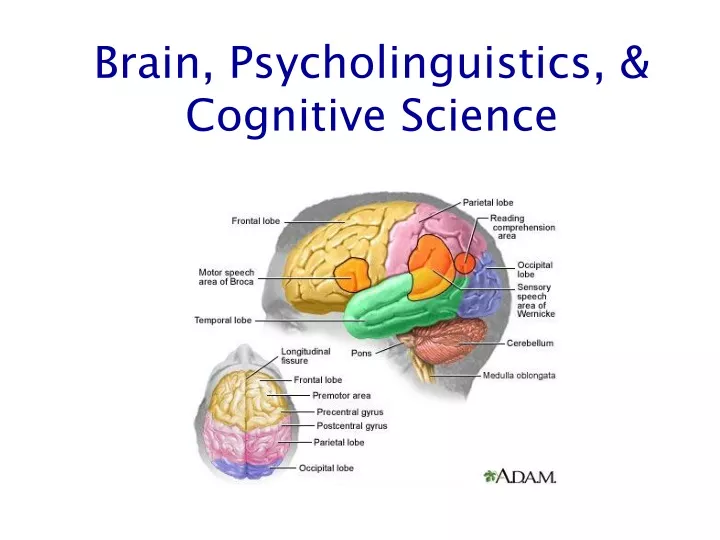 brain psycholinguistics cognitive science