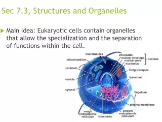 Sec 7.3, Structures and Organelles