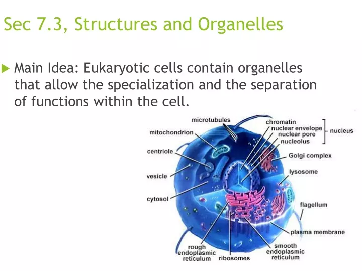 sec 7 3 structures and organelles