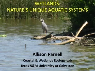 Wetlands:   nature’s unique aquatic systems
