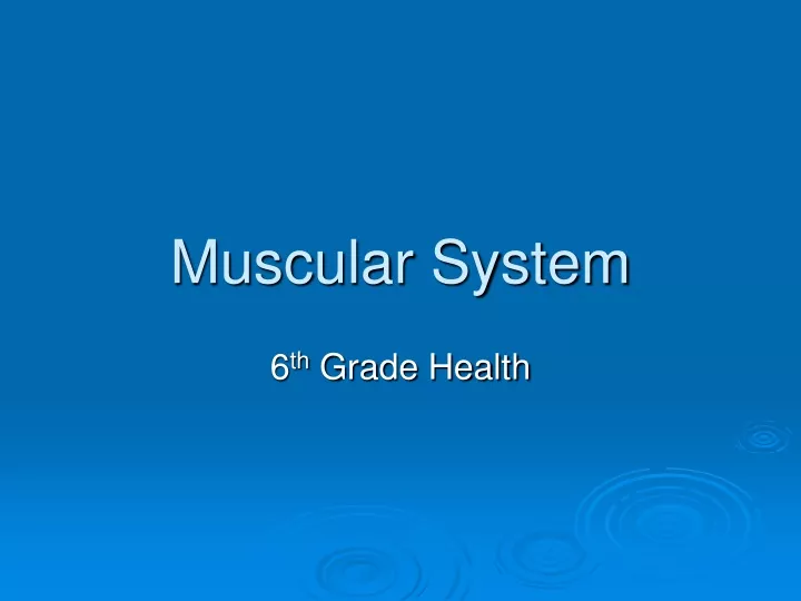 muscular system