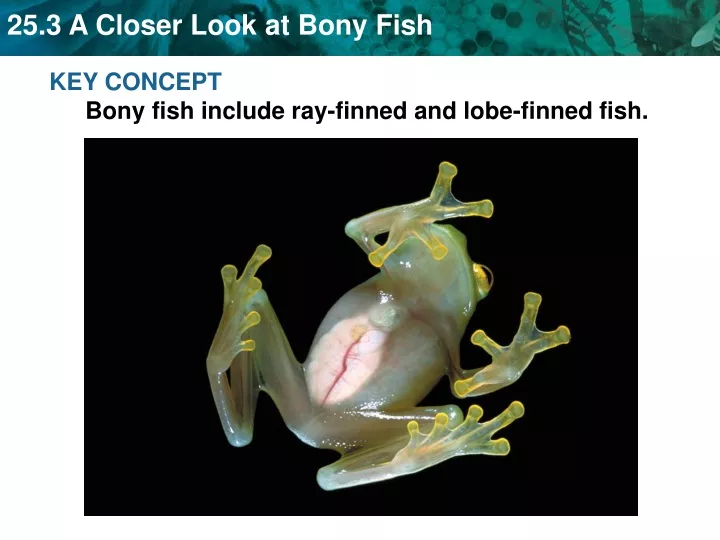 key concept bony fish include ray finned and lobe