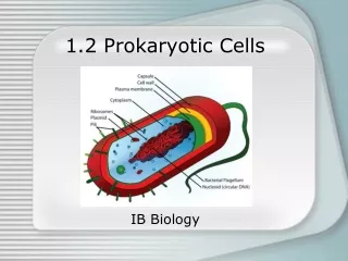 1.2 Prokaryotic Cells