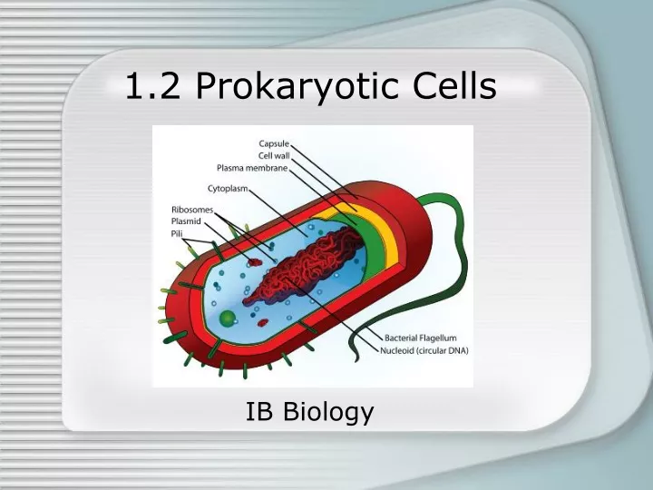 1 2 prokaryotic cells