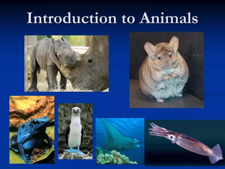 introduction to animals