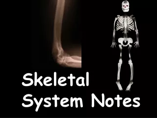Skeletal System Notes