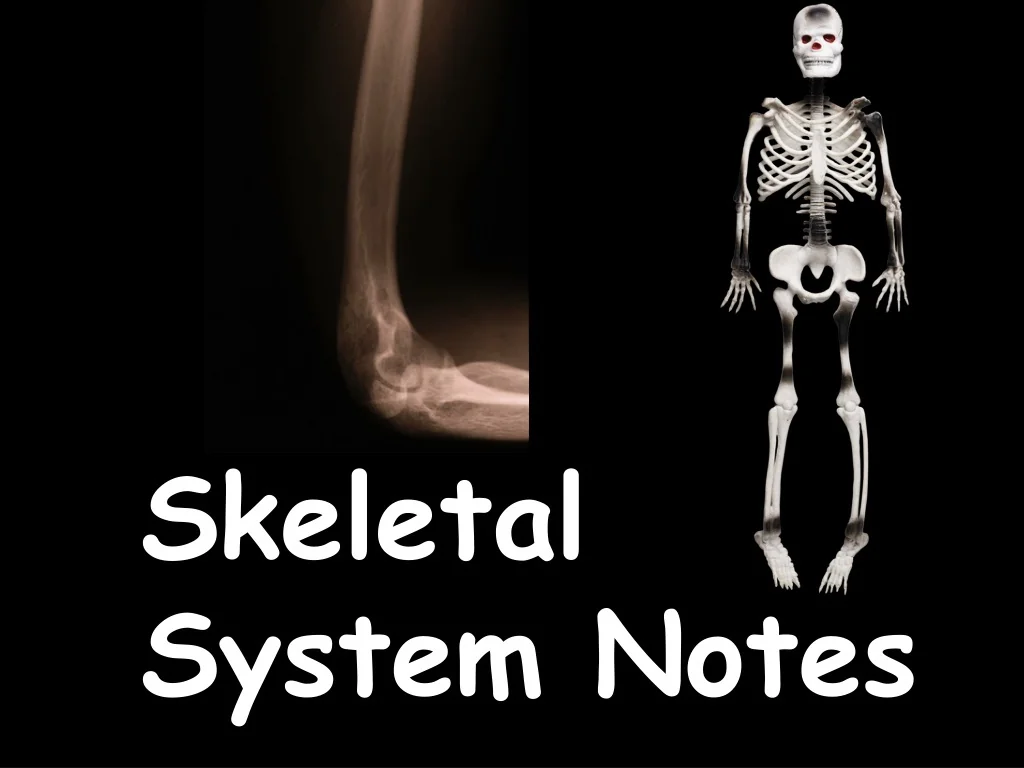 PPT - Skeletal System Notes PowerPoint Presentation, free download - ID ...