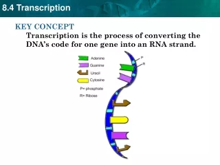 DNA has the code but RNA  carries  DNA’s instructions to the ribosomes