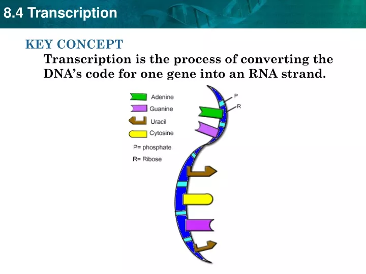 key concept transcription is the process