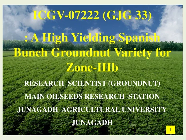 icgv 07222 gjg 33 a high yielding spanish bunch