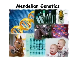 Mendelian Genetics