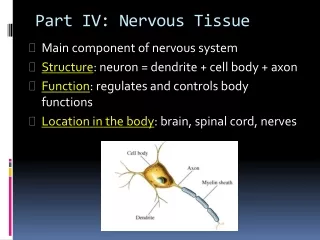 Part IV: Nervous Tissue