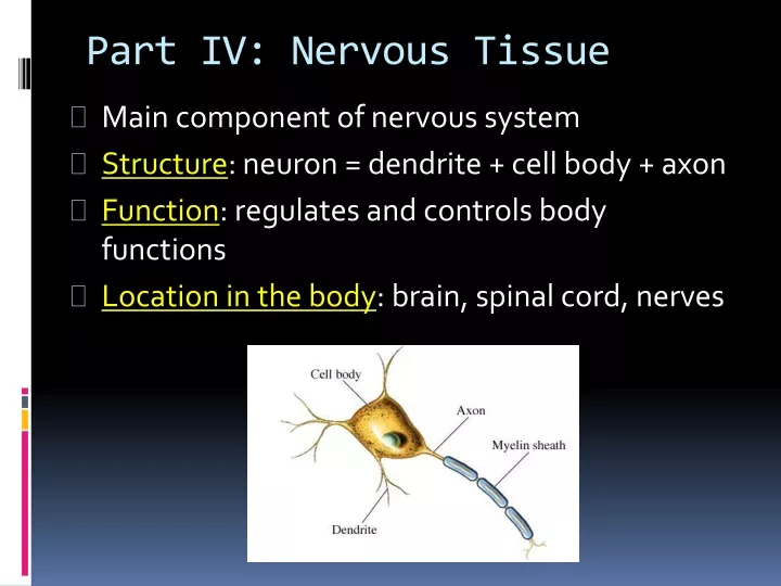 part iv nervous tissue