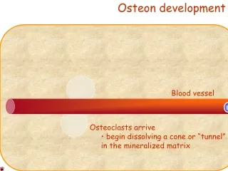 Osteon development